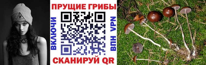 Псилоцибиновые грибы прущие грибы  сайты даркнета формула  Алагир 